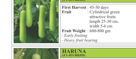 Kirti Bitter Gourd Seeds