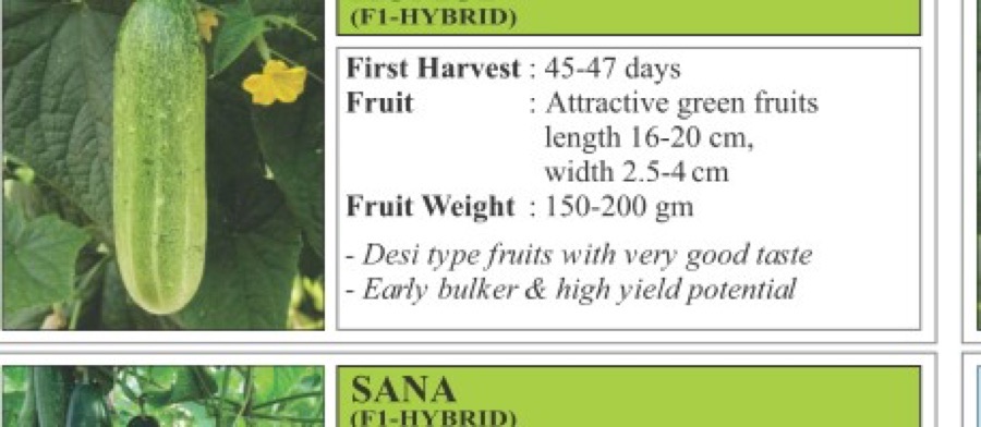 Kundan Sponge Gourd Seeds
