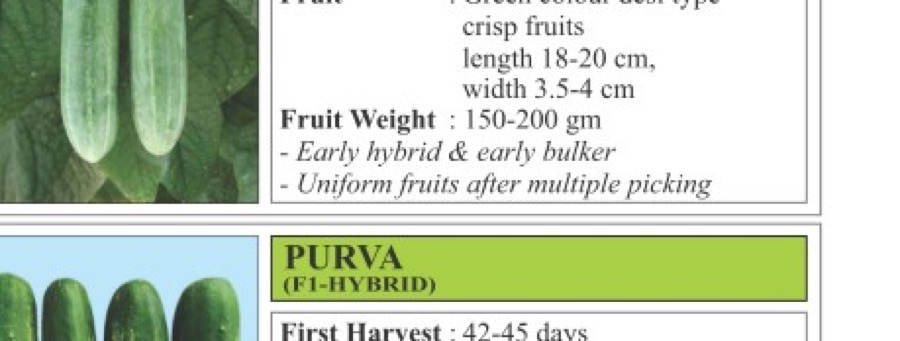 Krish Cucumber Seeds