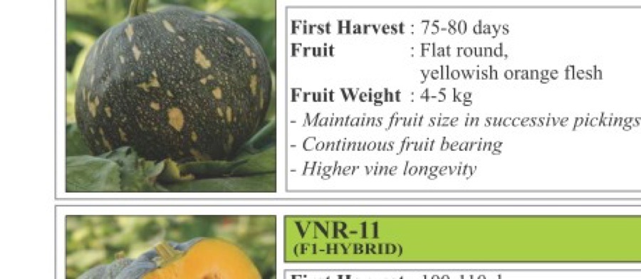 VNR P4 Pumpkin Seeds