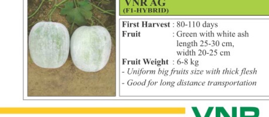 VNR AG Pumpkin Seeds