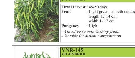 VNR 132 Rani Chilli Seeds