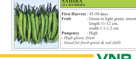 Sahiba Chilli Seeds
