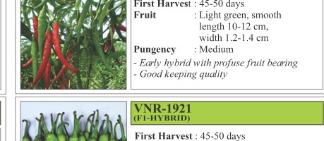 VNR Vidya 78 Chilli Seeds