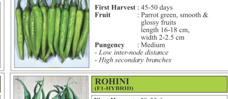 VNR 1921 Chilli Seeds