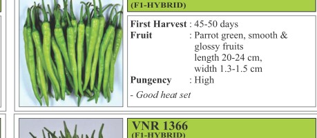 VNR 978 Chilli Seeds