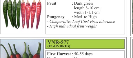 Rudra 144 Chilli Seeds