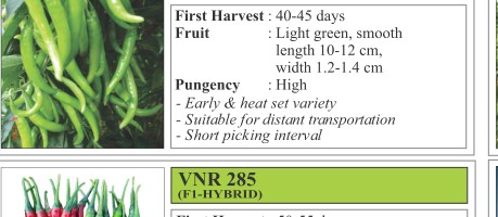 VNR 314 Chilli Seeds