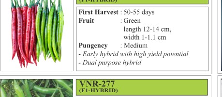 VNR 285 Chilli Seeds