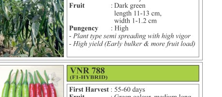 VNR 84 Chilli Seeds