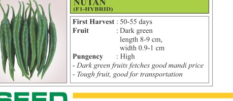 Nutan Chilli Seeds
