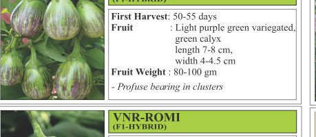 Simran Chilli Seeds