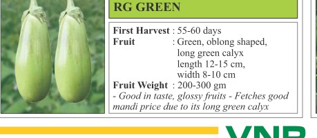 RG Green Chilli Seeds