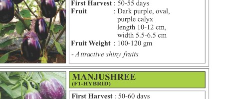Mukta Moti Brinjal Seeds