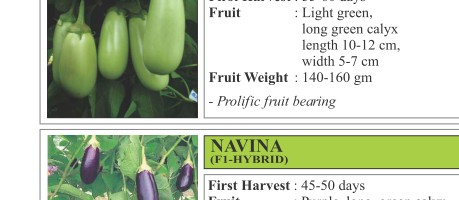 Kanchi Brinjal Seeds