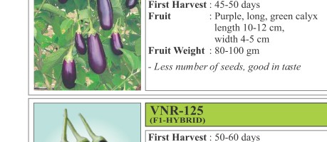 Navina Brinjal Seeds
