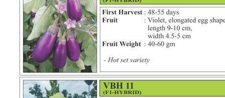 VNR 51 P Brinjal Seeds