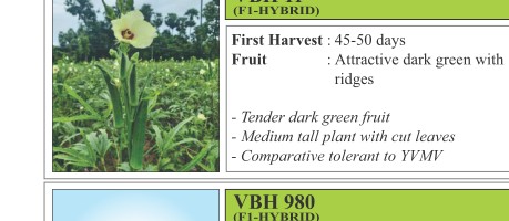 VBH 111 Brinjal Seeds