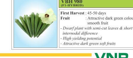VBH 980 Brinjal Seeds