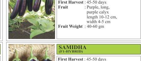 VNR 607 Brinjal Seeds