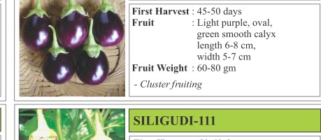 Samidha Brinjal Seeds