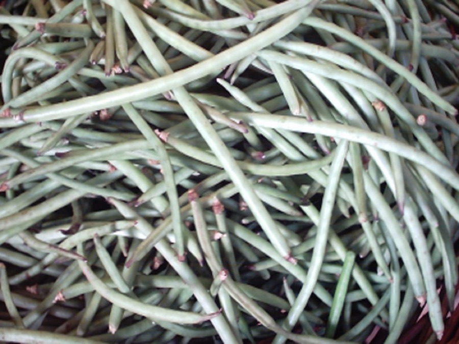 VBH 932 Okra Seeds