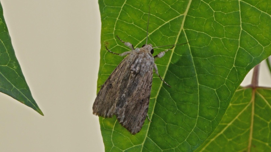 Lalima Okra Seeds