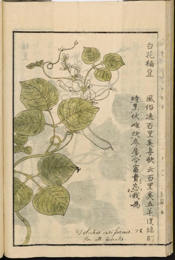 Lalita Cowpea Seeds