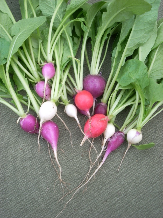 Baljhi Cowpea Seeds