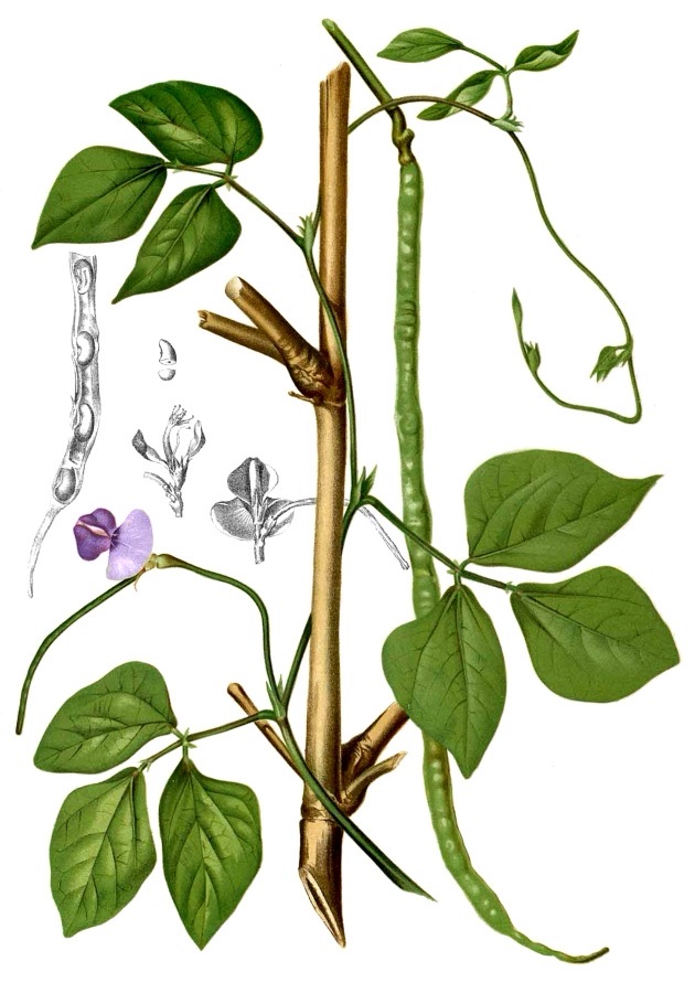 White Long Cowpea Seeds