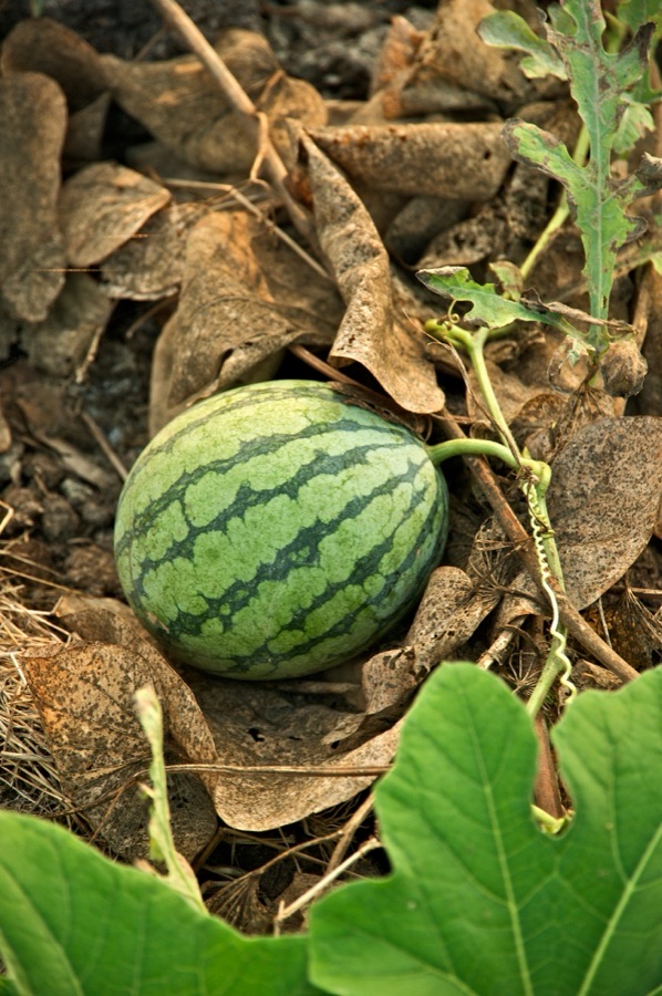 Sugar King Watermelon Seeds