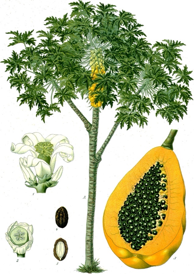 Super Wonder Watermelon Seeds