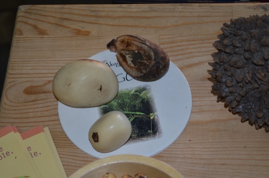 VNR Shaibnam Papaya Seeds