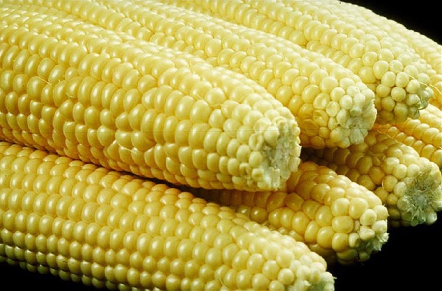Super Sweet Sweet Corn Seeds