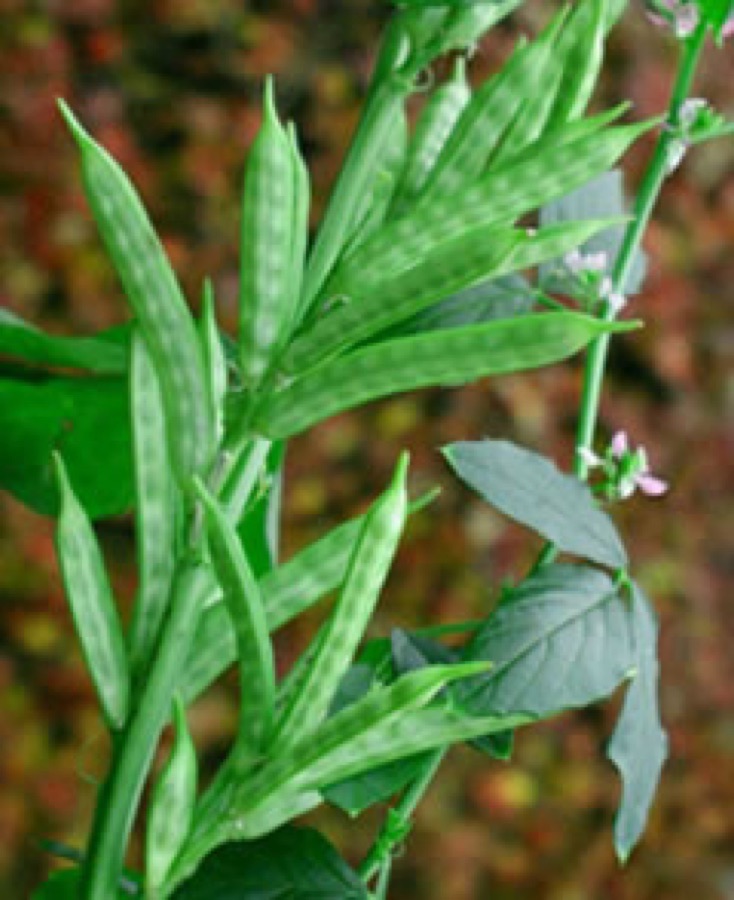 Mansi Sweet Corn Seeds