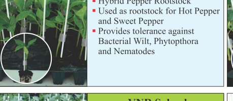 VNR Garcia Rootstock Seeds Seeds