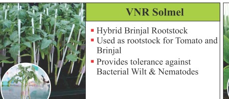 VNR Solmel Rootstock Seeds Seeds