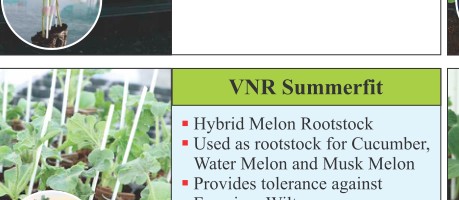 VNR Summerfit Rootstock Seeds Seeds