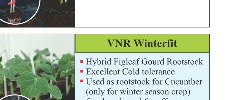 VNR Winterfit Rootstock Seeds Seeds
