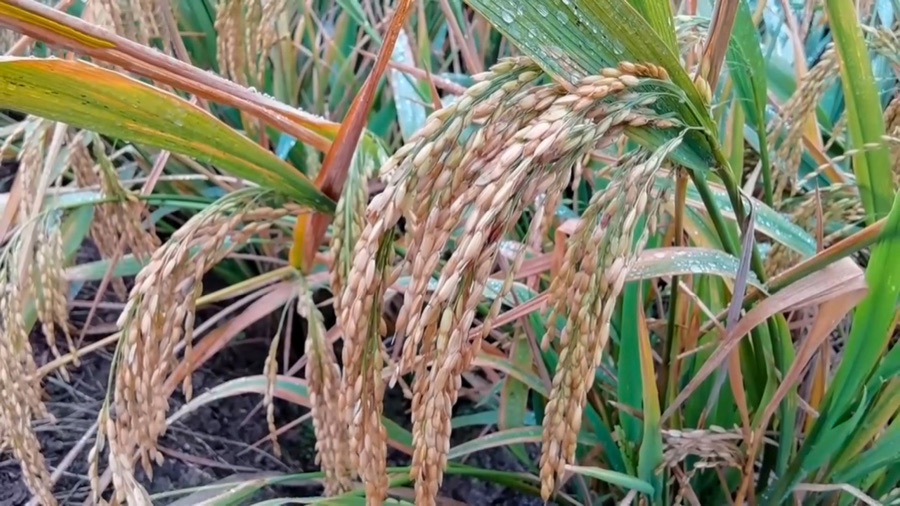 VNR 2102 Paddy Seeds