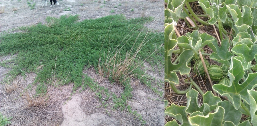 VNR 2222 Paddy Seeds