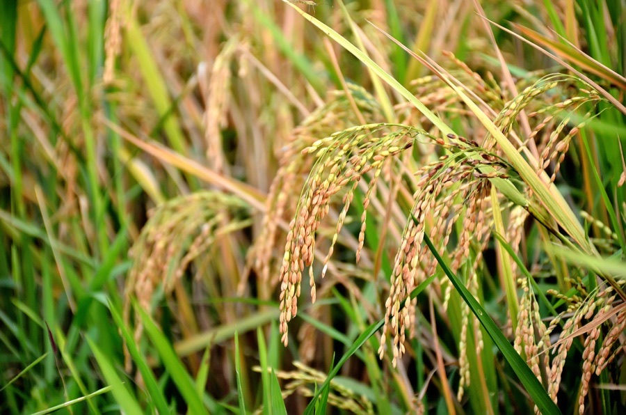 VNR 2233 Paddy Seeds