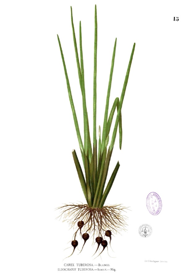 VNR 2318 Paddy Seeds