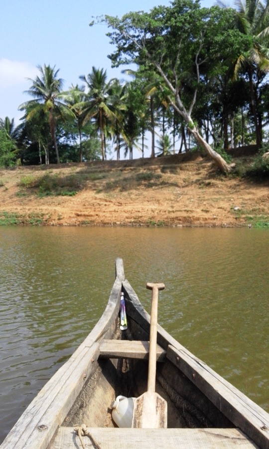 VNR 2226 Paddy Seeds