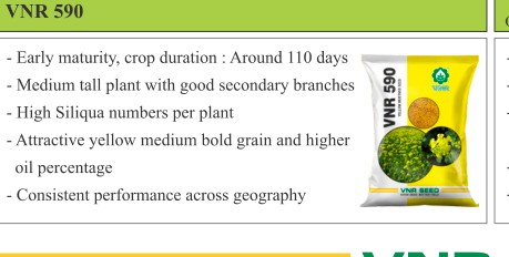 VNR 590 Paddy Seeds