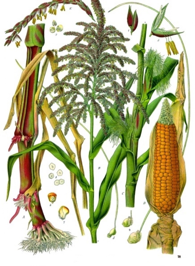 VNR 4226 Maize Seeds