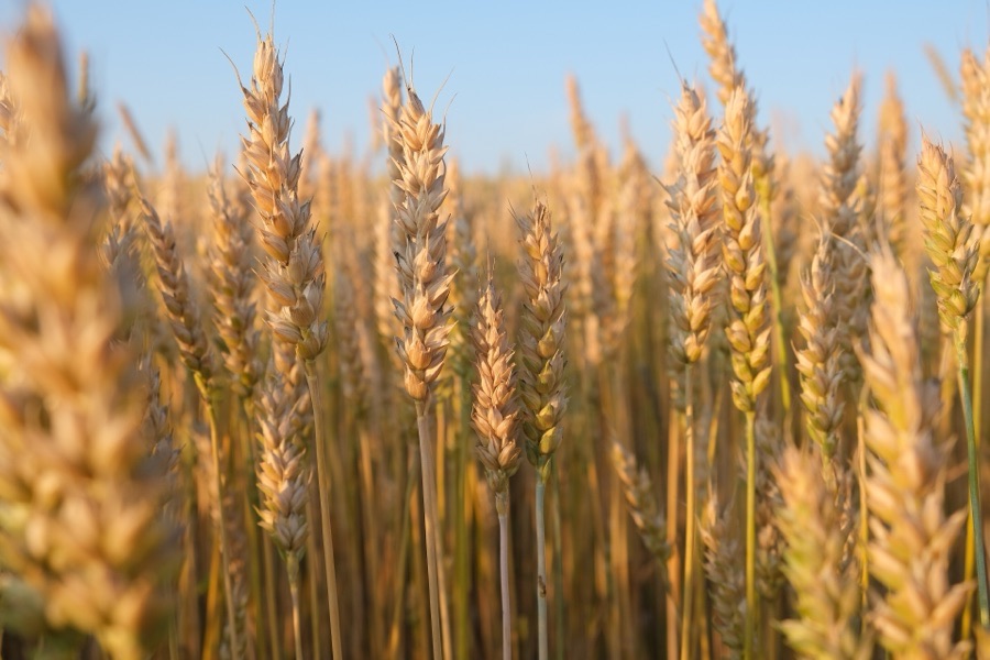 VNR 4272 Maize Seeds