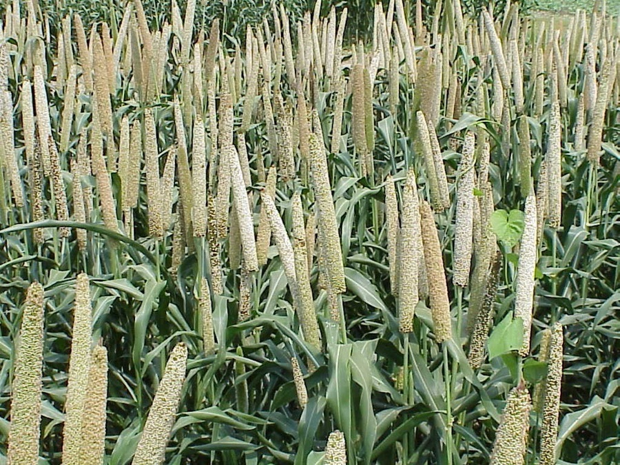 VNR 4001 Maize Seeds